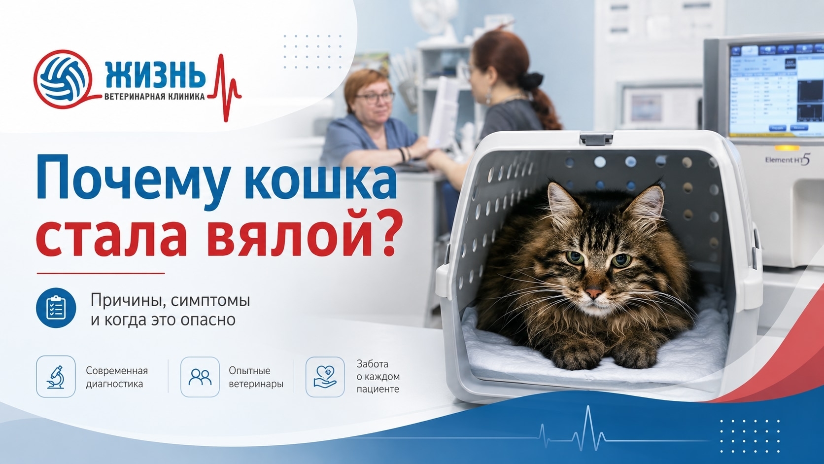 Ветеринарная клиника в Калуге Жизнь. Лечение кошек в Калуге.