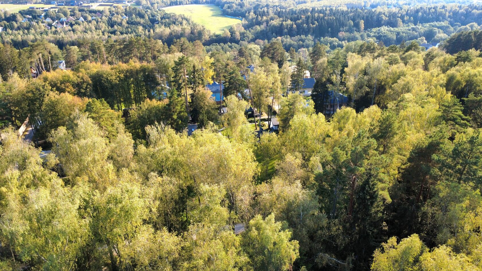 Сосновый лес и территория Мелихово Парк