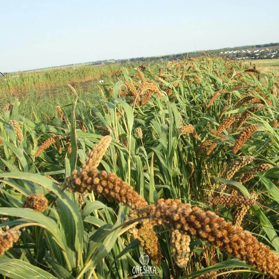 Seeds of foxtail millet (Setaria italica) — 30 pcs