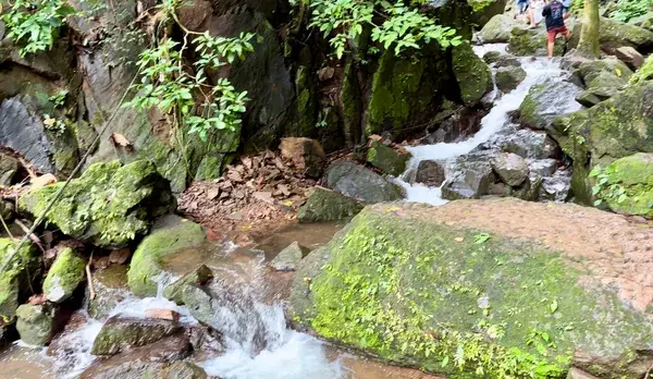 Ручей по мшистым камням в джунглях