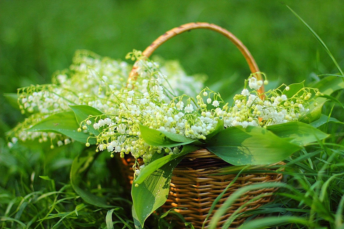 I can flowers. Ландыши "первоцветы". Весенние цветники Ландыши. Букет ландышей.