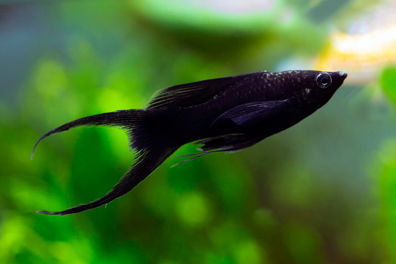 Аквариумные рыбки черного цвета фото и название