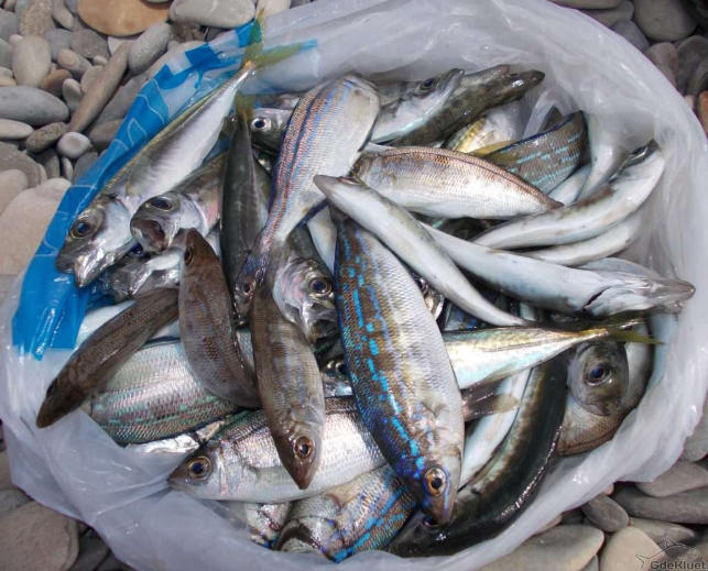 Улов на рыбалке в море в Лермонтово