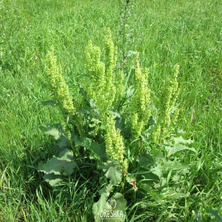 Seeds of Russian dock (Rumex confertus) — 50 pcs