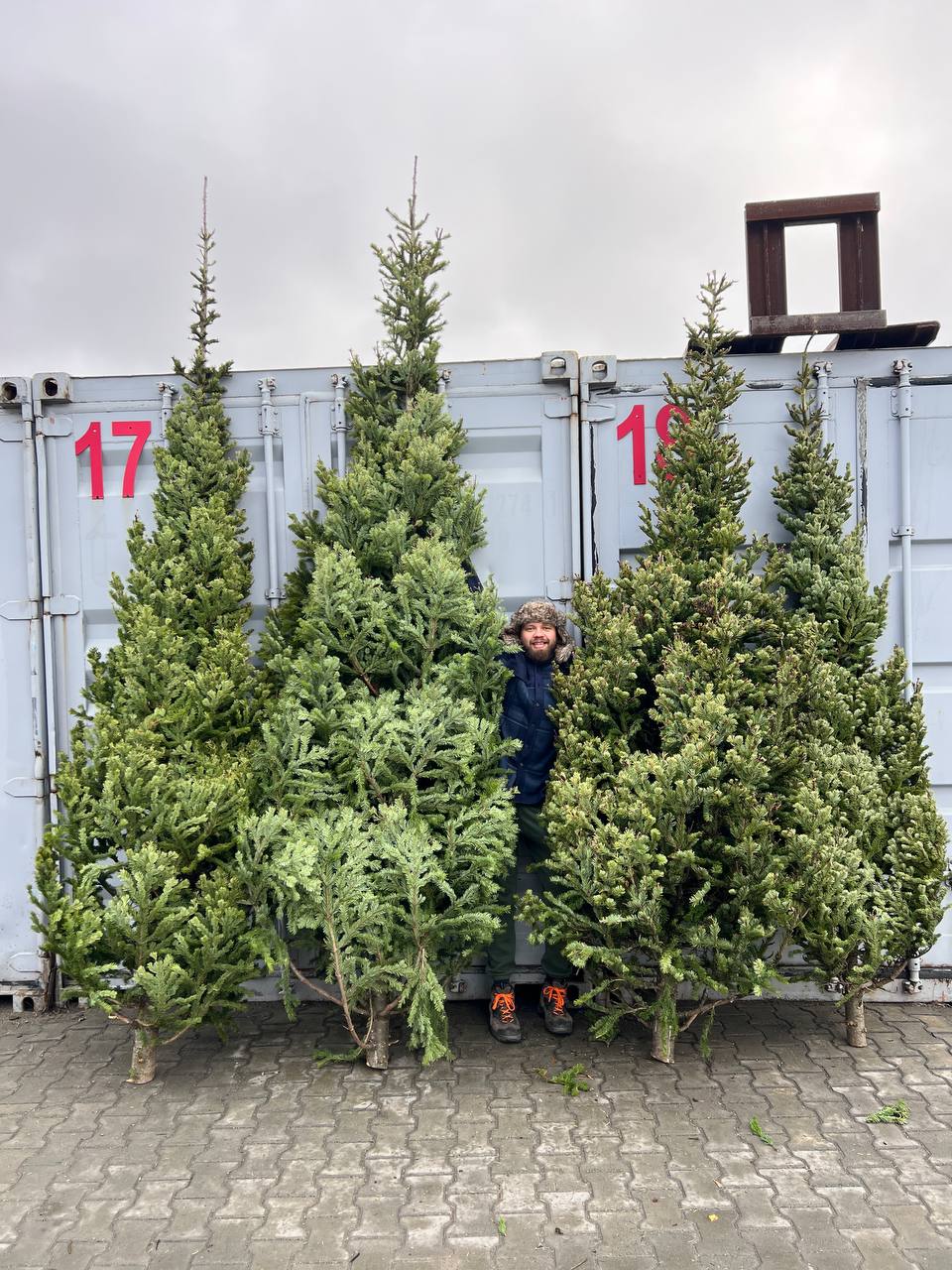 живые деревья на новый год