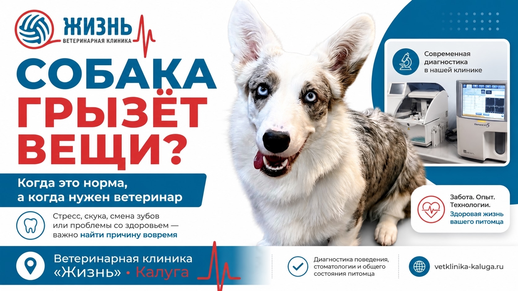 Ветклиника в калуге Жизнь