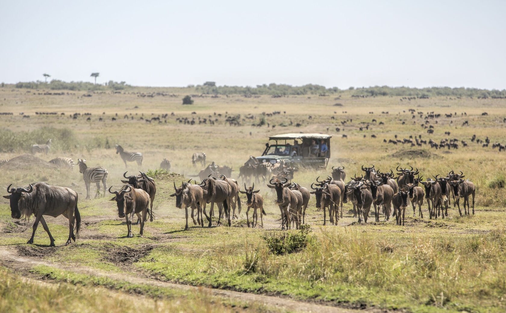 кения масаи мара национальный парк