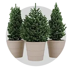 Хвойные деревья и кустарники