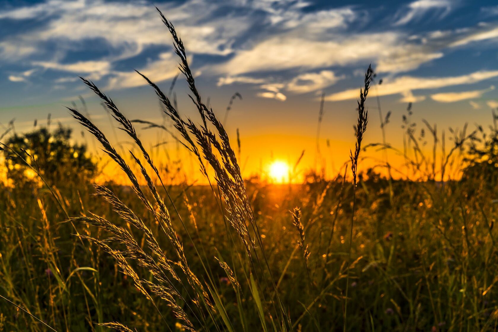 Август поле