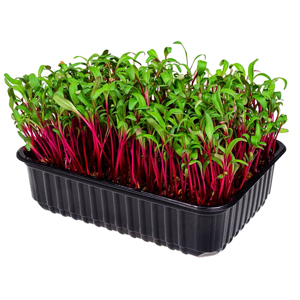 Микрозелень Мангольд (красная свекла)