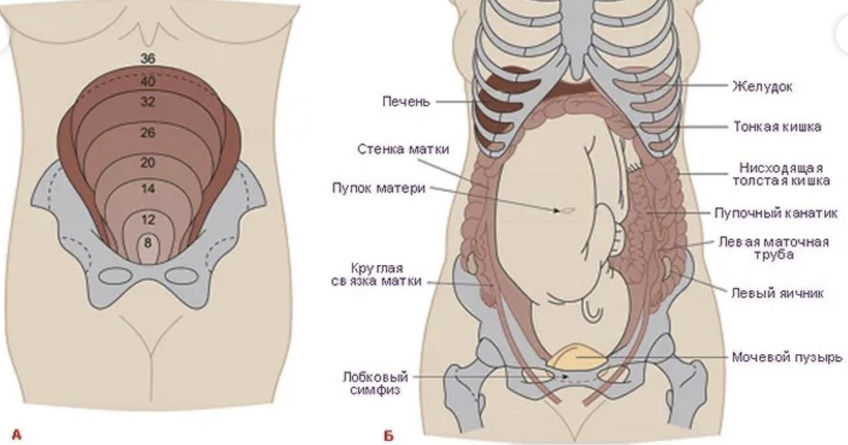 9 неделя тянет низ живота. Расположение органов у беременной. Анатомия беременной женщины внутренние органы. Строение органов при беременности. Строение внутренних органов беременной.