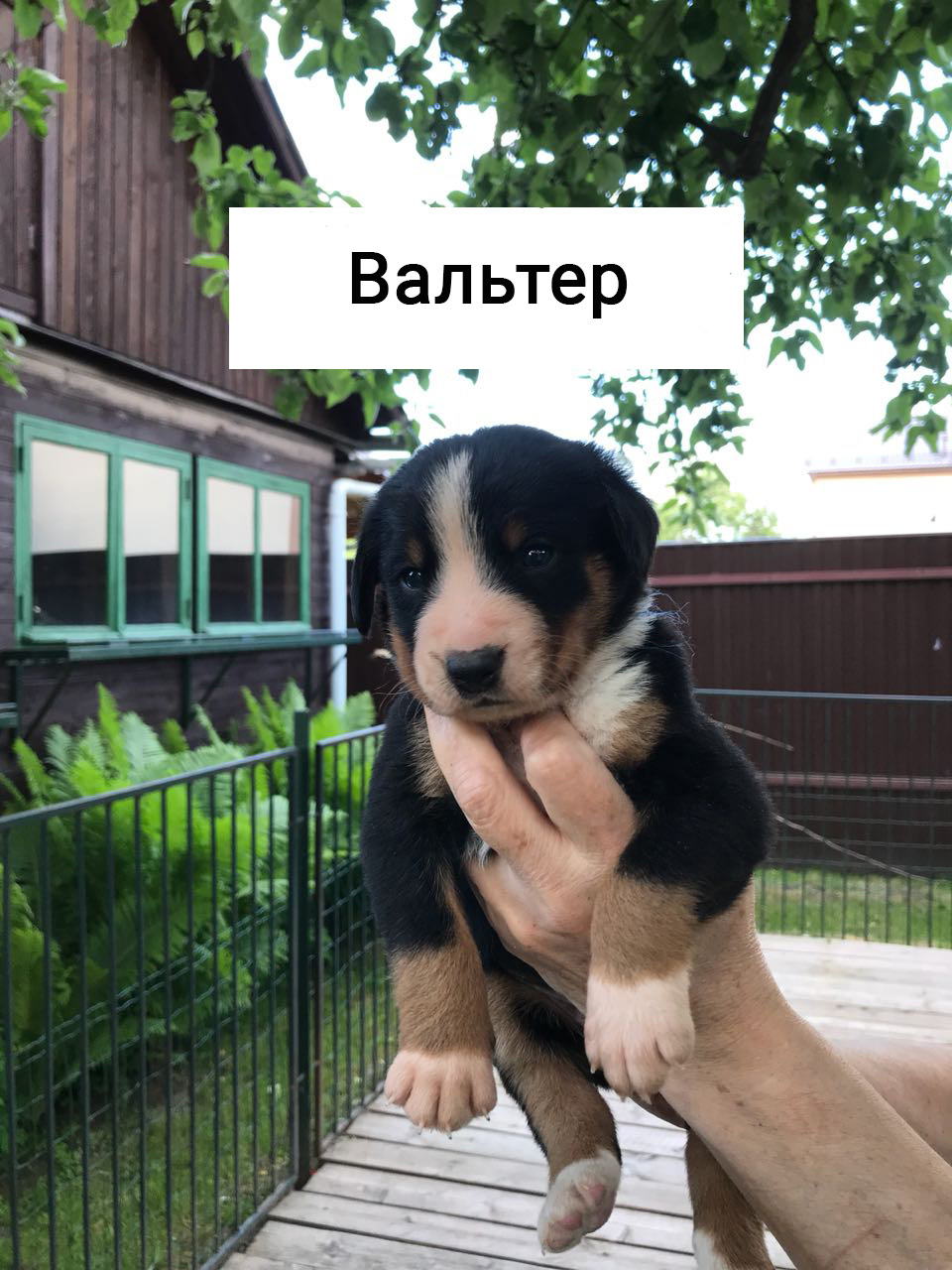 аппенцеллер зенненхунд внуковское раздолье
