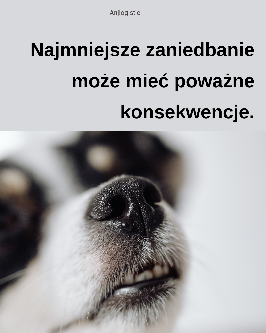 Potwierdzona wścieklizna u psa w Niemczech, dochodzenie w sprawie wwozu do UE