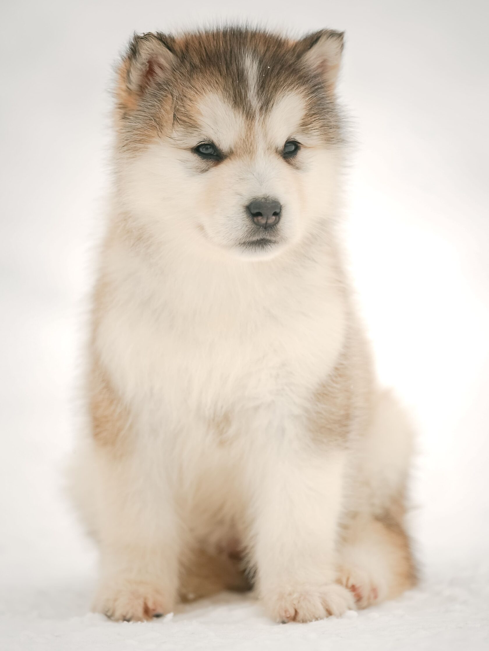 Nord Imperial Royal Diamond sable-white female puppy