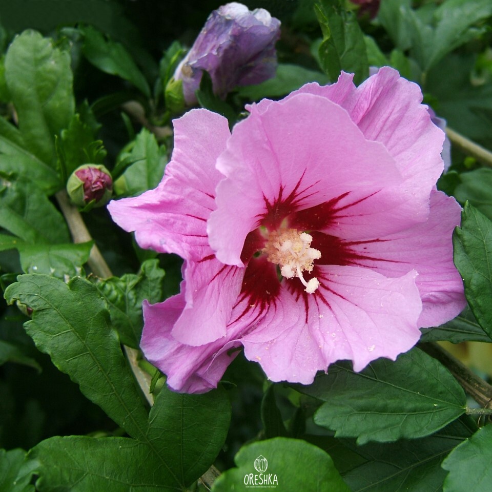 Hibiscus syriacus deep pink red-purple flower