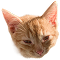 Кот 2
