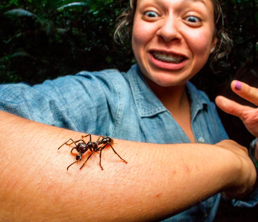 К чему снится что кусают муравьи. Paraponera clavata. Paraponera clavata укус.