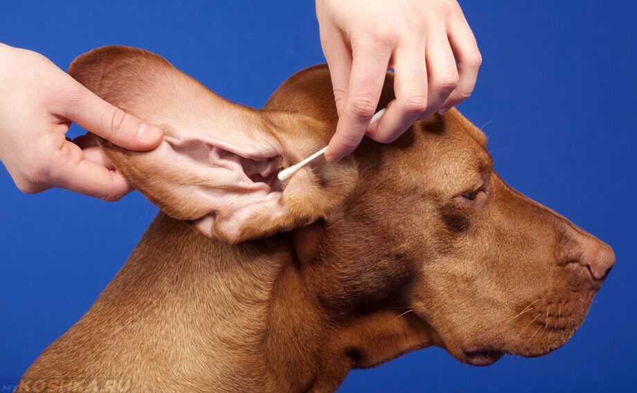 Болезни ушей у собак: симптомы и лечение