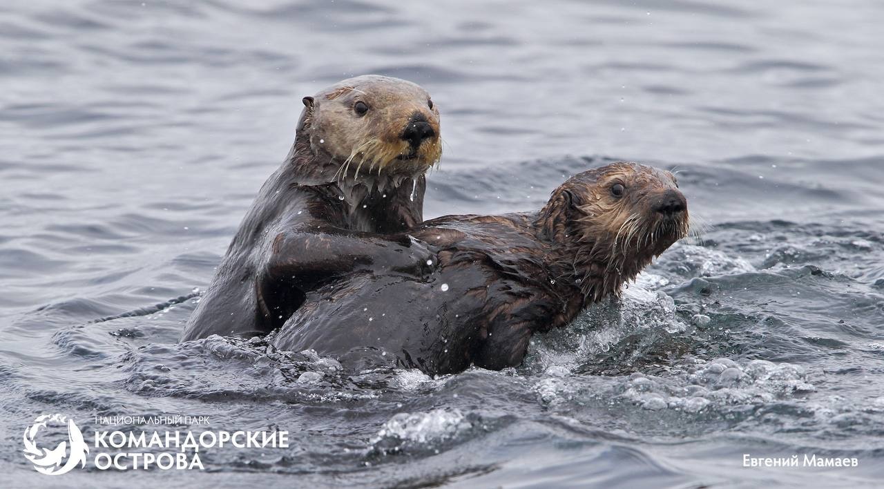 <strong>14 февраля в 13:00</strong><br /><strong>Лекция «Добро пожаловать на Командорские острова»</strong>