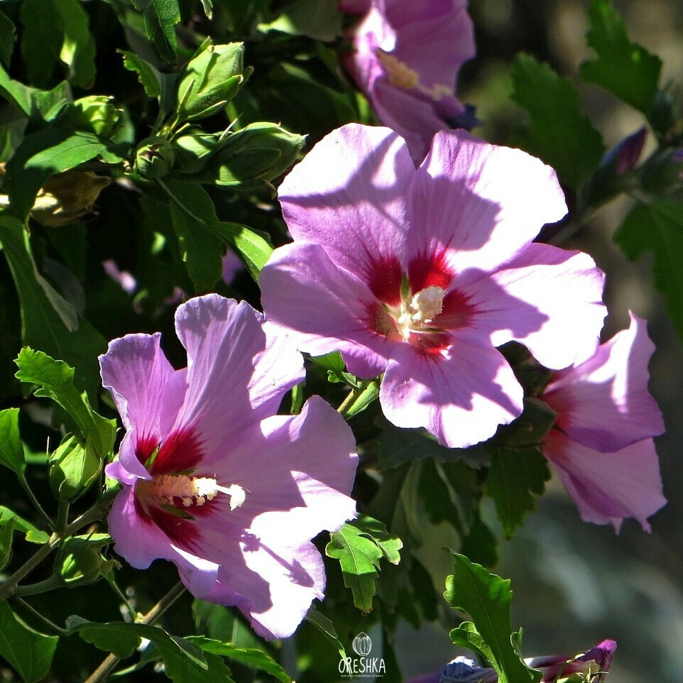 Rose of Sharon mature shrub full bloom garden border