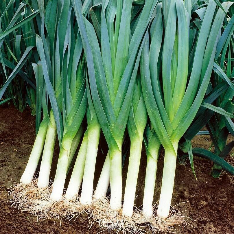Seeds of broadleaf wild leek (Allium porrum) — 50 pcs