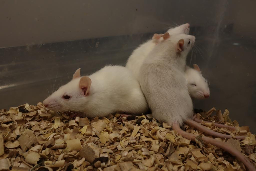 Лабораторные крысы в условиях вивария, лабораторные исследования Краснодар, Анализы кормовые добавки для животных биохимический анализ