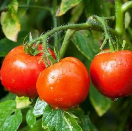 Seeds of Tomato Far North (solanum lycopersicum) — 10 pcs