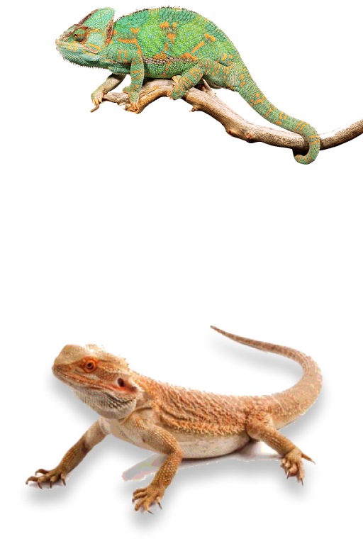 вылечить рептилию ставрополь