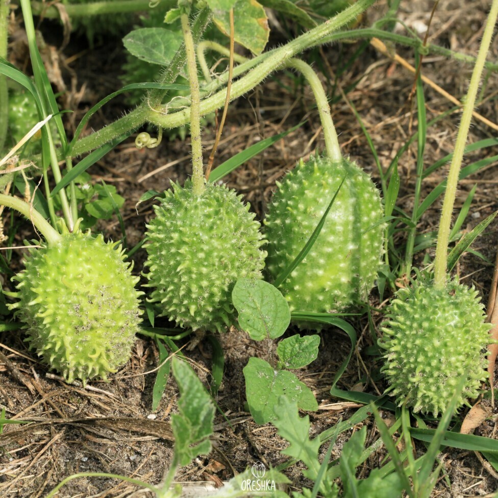 Seeds of Maroon cucumber (West Indian gherkin, maxixe) (Anguria Syrian) — 10 pcs