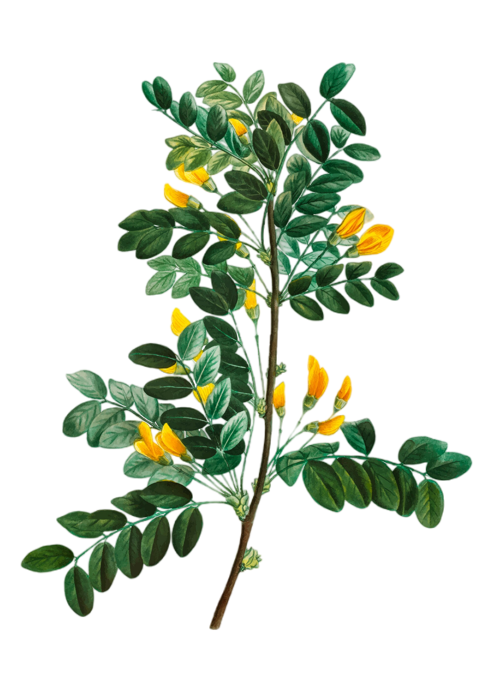 лекарственные растения, целебные травы, 