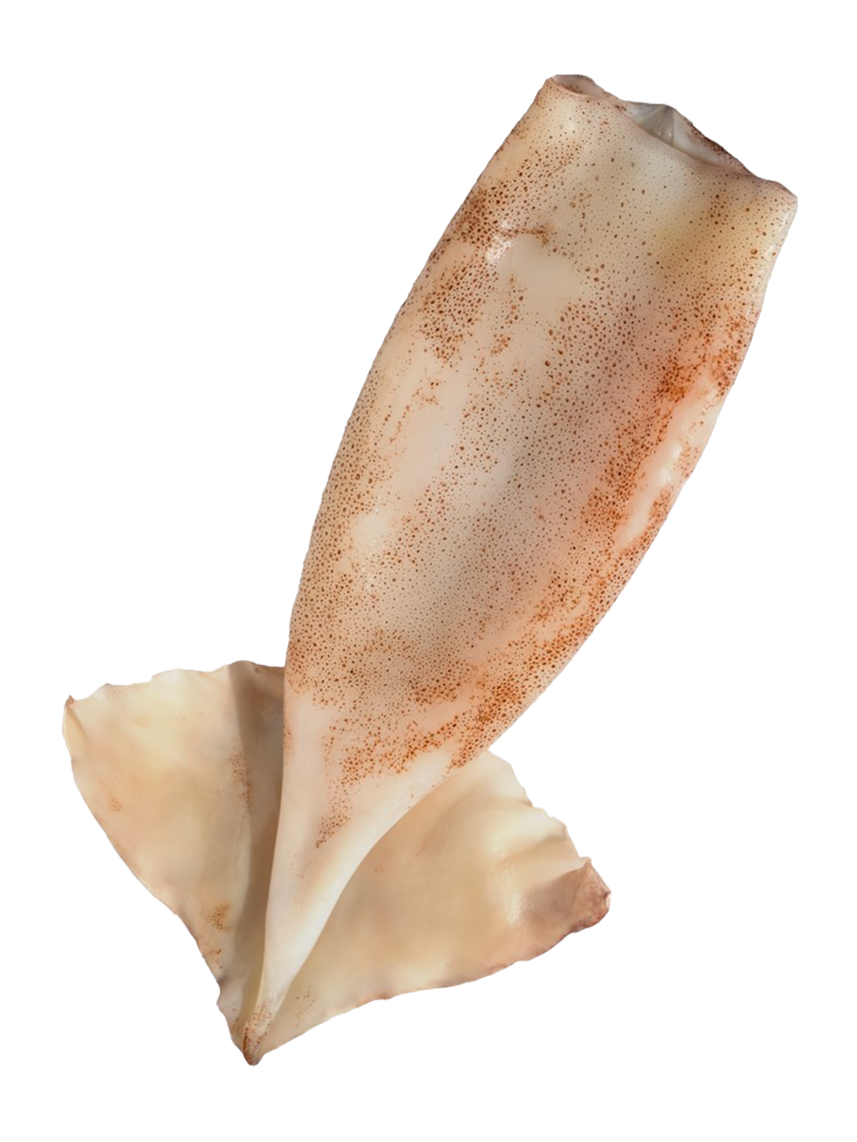 Морские деликатесы