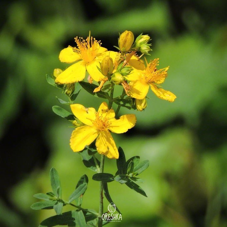 Hypericum perforatum red hypericin oil crushed flower bud