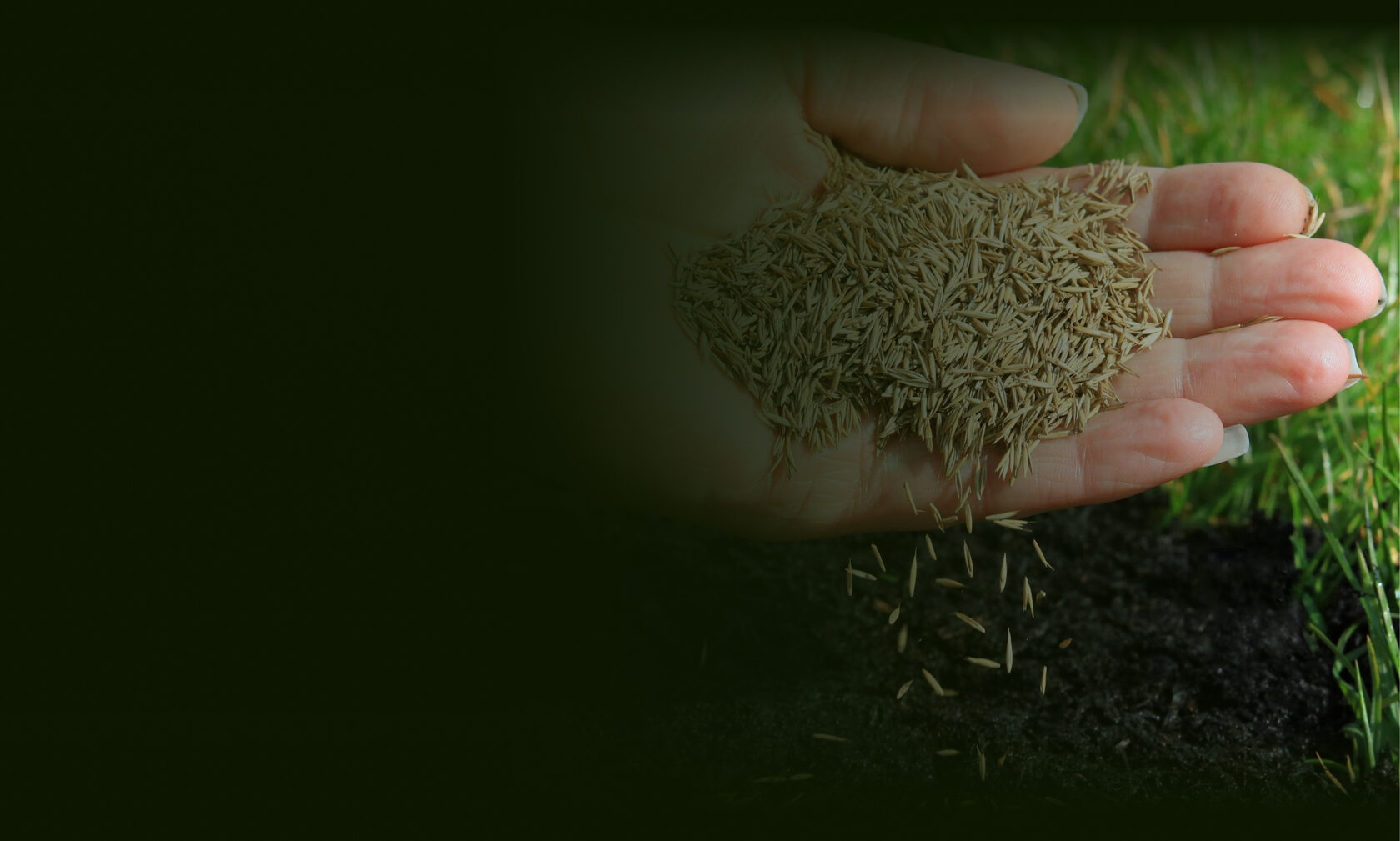 Посевной газон