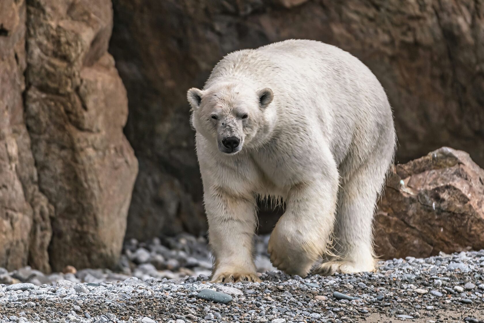 Cruise to Chukotka and the island of Wrangel on SH Minerva