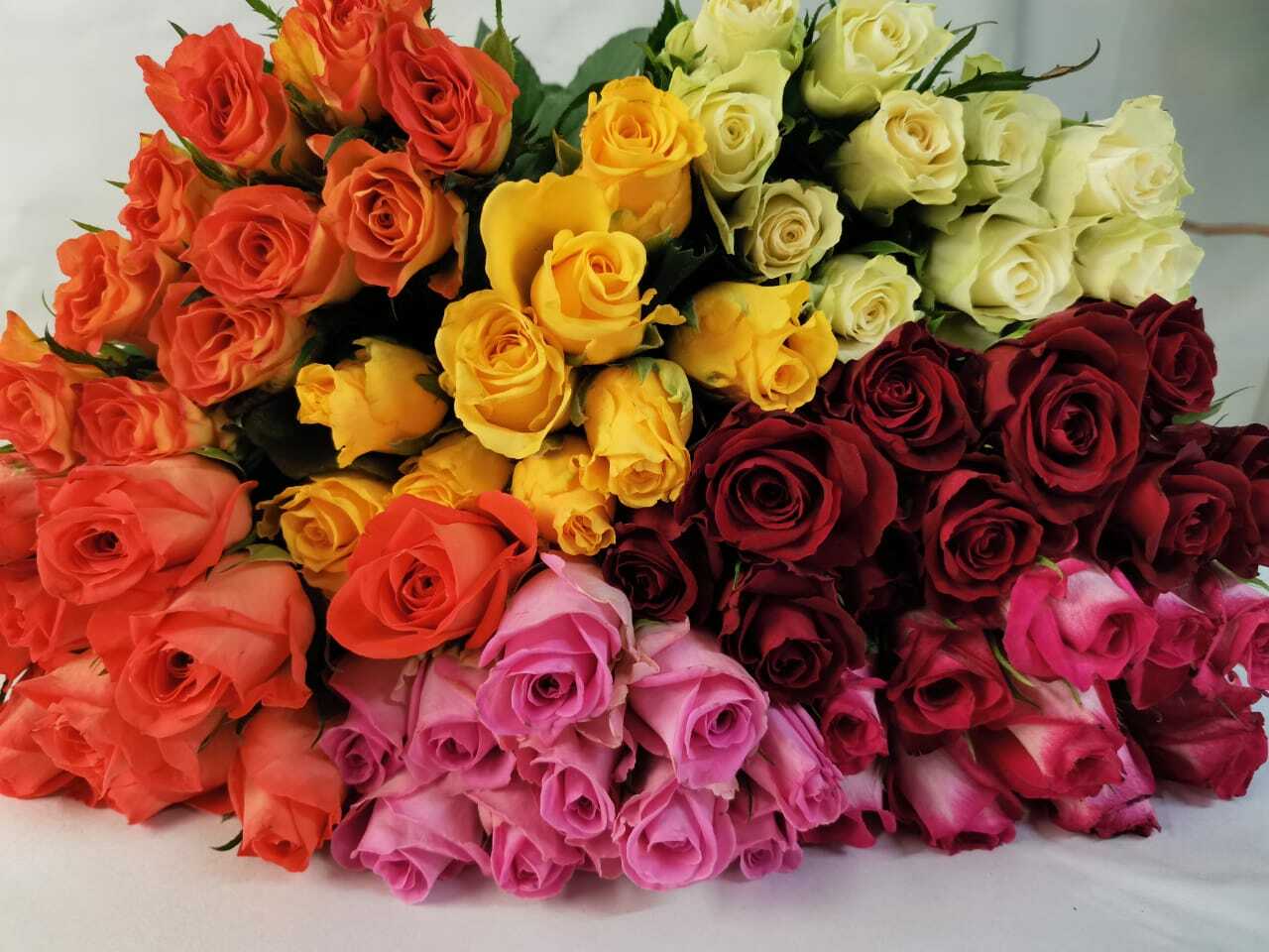 Розы премиум- и суперпремиум сегмента можно встретить и в ассортименте некоторых кенийских плантаций: Red Lands, Subati, AAA Roses, Bemak, Porini Flowers.