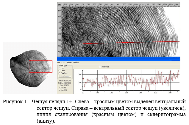 Чешуя пеляди 1+. Слева – красным цветом выделен вентральный сектор чешуи. Справа – вентральный сектор чешуи (увеличен), линия сканирования (красным цветом) и склеритограмма (внизу)