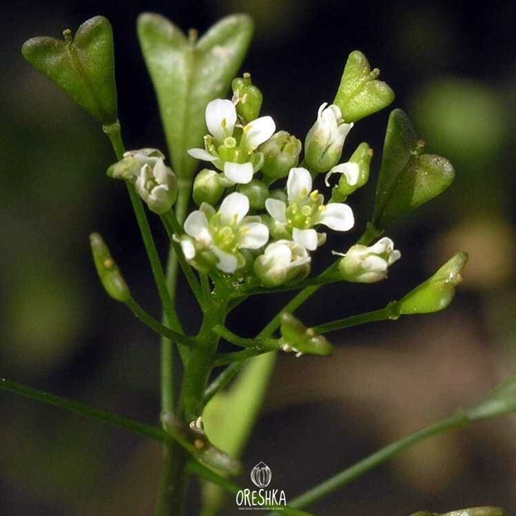 Seeds of shepherd's purse (Capsella) — 100 pcs