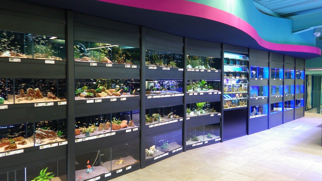 продвижение интернет-магазина аквариумных рыбок через Яндекс Директ