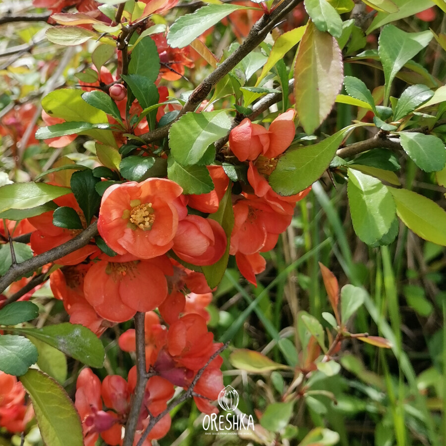 Japanese Quince espalier wall training spring flowers
