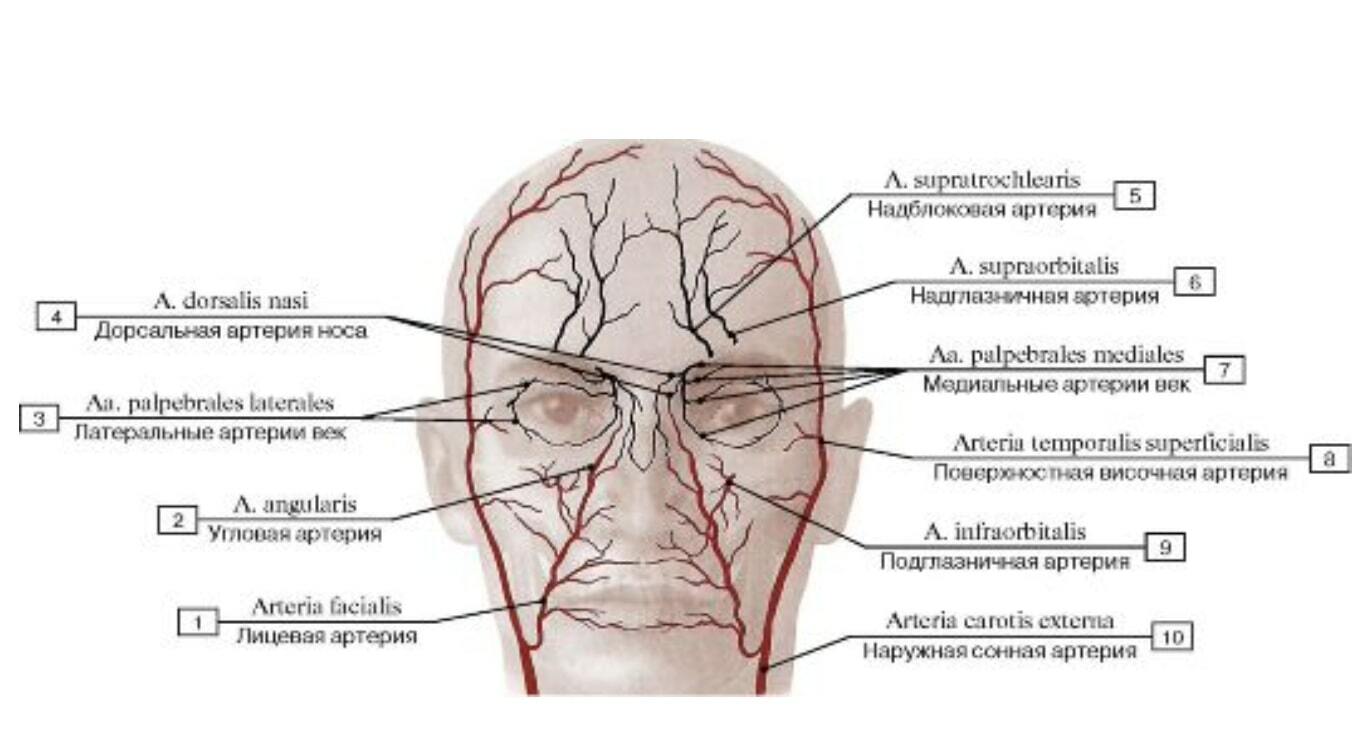 Ишемия латынь. Проекция надблоковой артерии. Сонная артерия анатомия. Проекция лицевой артерии топографическая анатомия. Наружная Сонная артерия анатомия ветви.