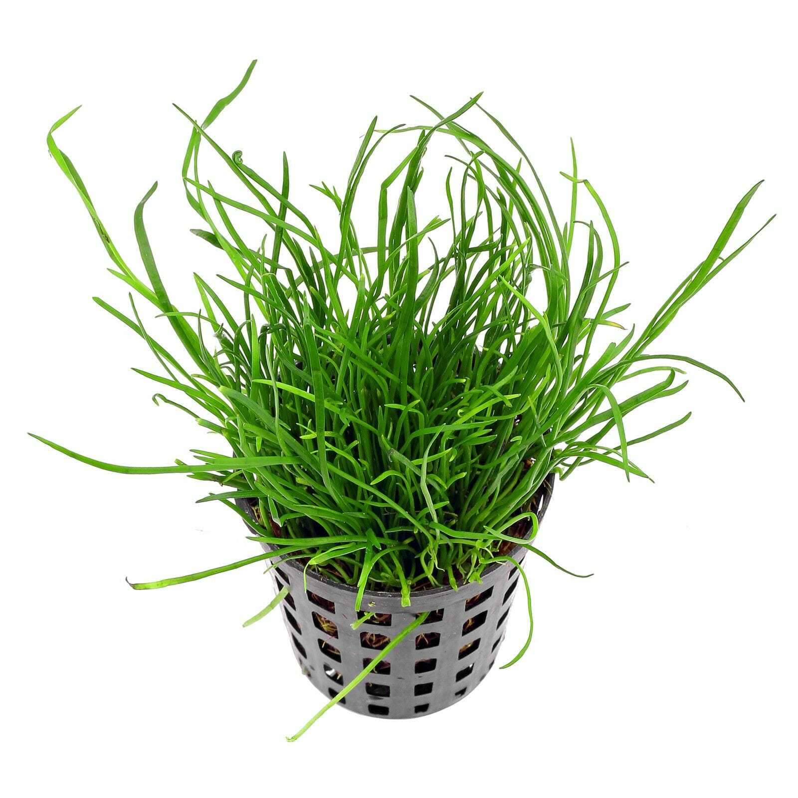 Лилиопсис бразильский