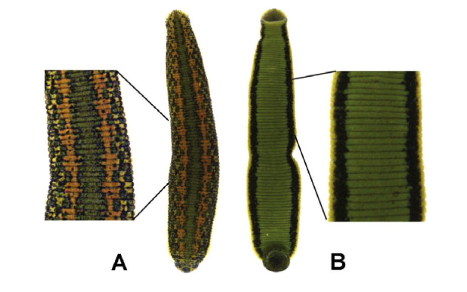 Hirudo verbana Carena, 1820
