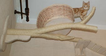 когтеточка высокая