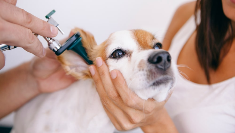 Помогите у собаки загиб ушей при смене зубов