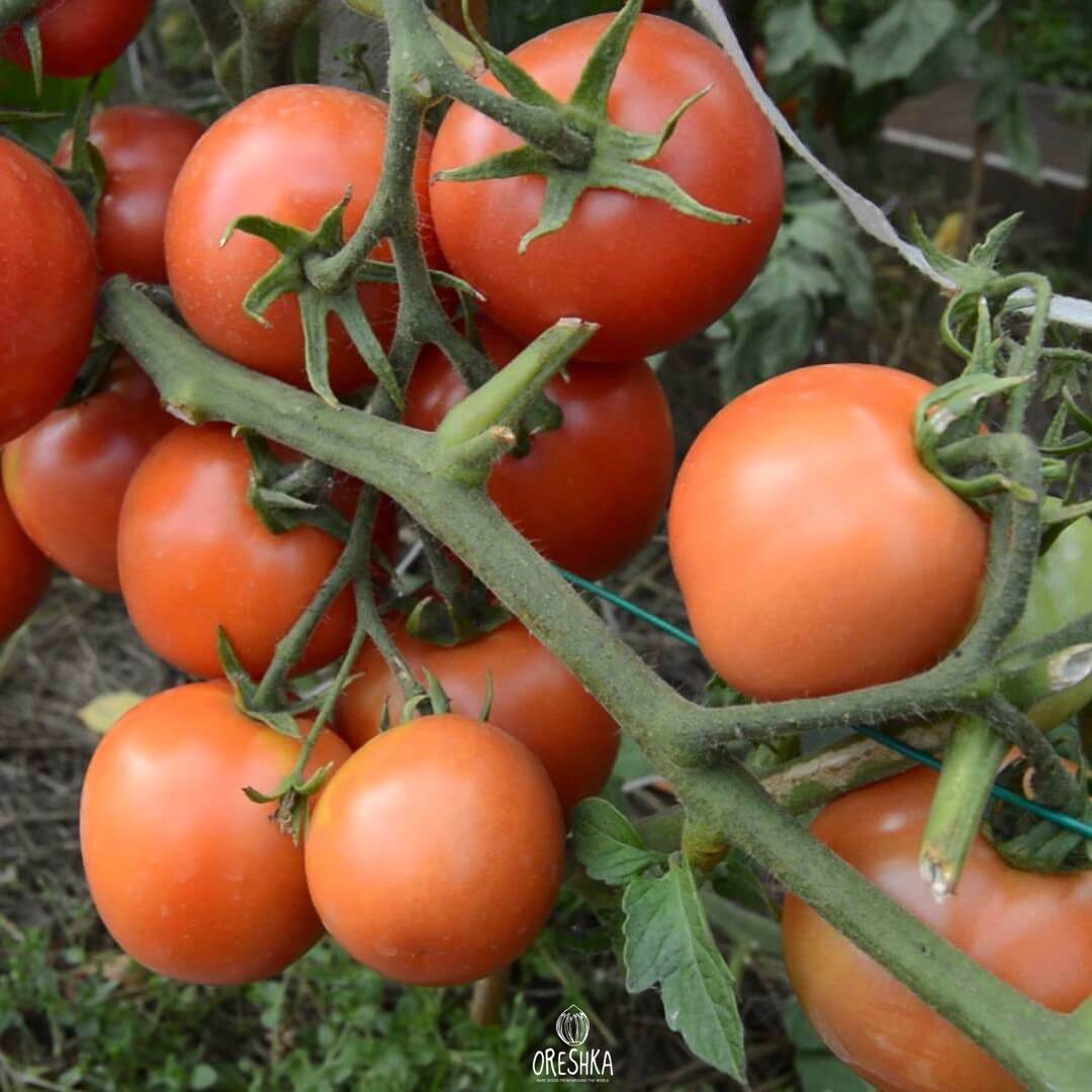 Семена томат Ямал