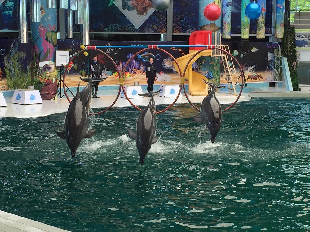 Дельфинарий в Евпатории