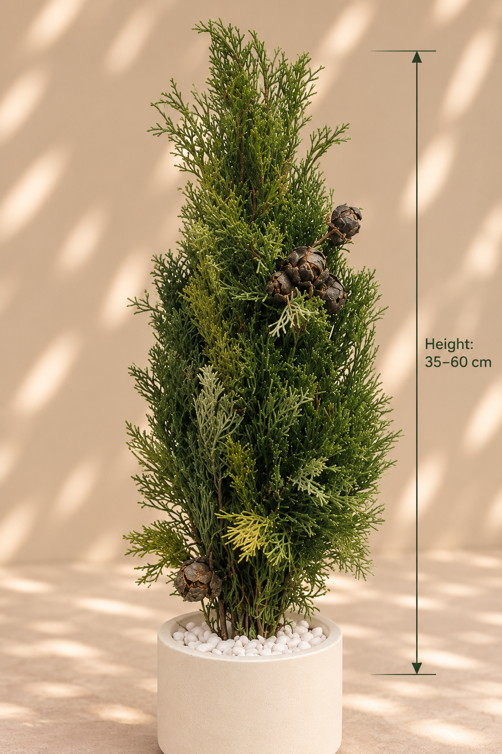 Cupressus sp.