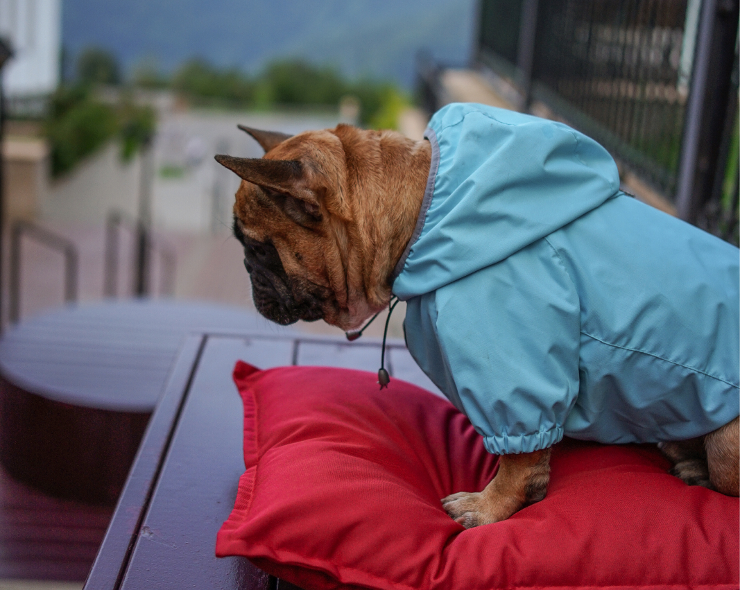 ТИКИ ТАКИ | Интернет-магазин одежды для собак