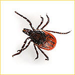 обработать участок от клещей казань