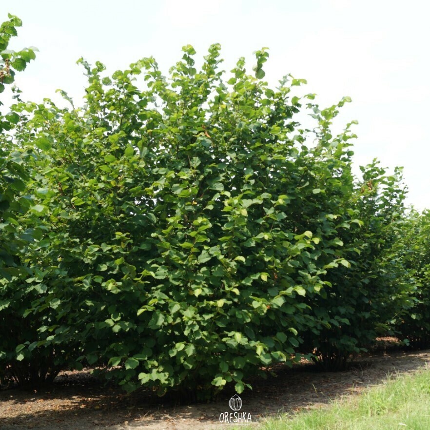 Hazelnut Ladyfingers oblong groove elongated thin shell 0.5mm crack easy